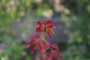 Testing my repaired camera today-A pre-bloom rose